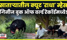 Satara News | Smallest Buffalo In The World | Radha आहे जगातील सर्वात लहान उंचीची म्हैस N18V