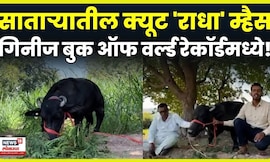 Satara News | Smallest Buffalo In The World | Radha आहे जगातील सर्वात लहान उंचीची म्हैस N18V