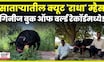 Satara News | Smallest Buffalo In The World | Radha आहे जगातील सर्वात लहान उंचीची म्हैस N18V