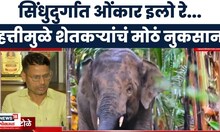 Omkar Elephant News | आईरवाडीत 8 दिवसांपासून ओंकारचा मुक्काम, शेतकऱ्यांचं अतोनात नुकसान
