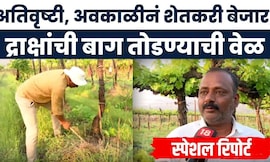 Nashik News | Special Report | द्राक्षांची बाग तोडण्याची वेळ, बळीराजा संकटात सापडला | Marathi News
