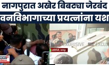 Nagpur Bibtya News | नागपुरात बिबट्या जेरबंद, वनविभागाला मोठं यश | Marathi News