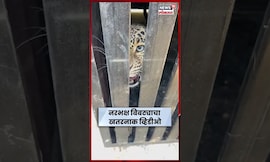 Manchar Bibtya News | जेरबंद करताना बिबट्याचा खतरनाक व्हिडीओ पाहा | N18S