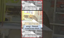 Nagpur Leopard Video News | बिबट्या नागरी वस्तीत घुसला! लोकांमध्ये दहशत, एकच थरार N18S