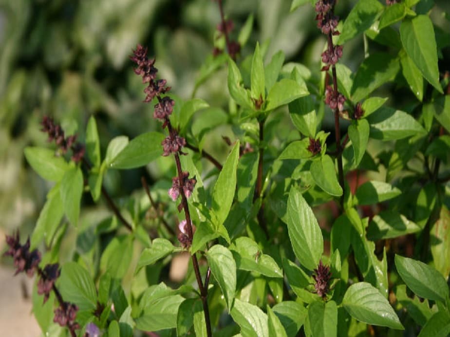 ವಾಸ್ತುಪ್ರಕಾರ ತುಳಸಿ ಬೆಳೆಸಿದರೆ ವೃದ್ಧಿಯಾಗಲಿದೆ ಸುಖಸಮೃದ್ಧಿ News18 ಕನ್ನಡ