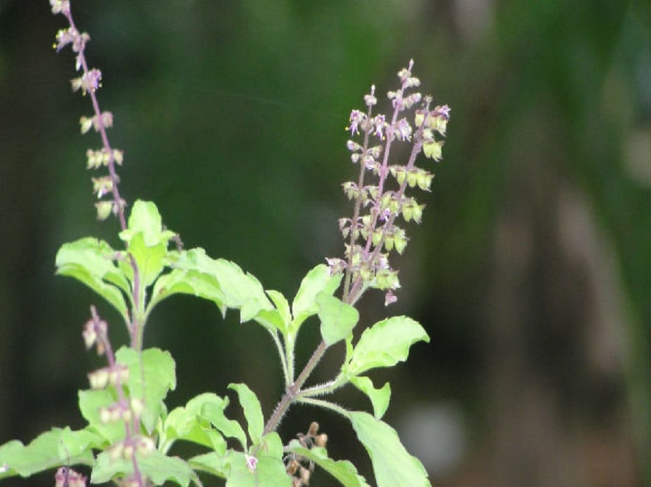 ವಾಸ್ತುಪ್ರಕಾರ ತುಳಸಿ ಬೆಳೆಸಿದರೆ ವೃದ್ಧಿಯಾಗಲಿದೆ ಸುಖಸಮೃದ್ಧಿ News18 ಕನ್ನಡ