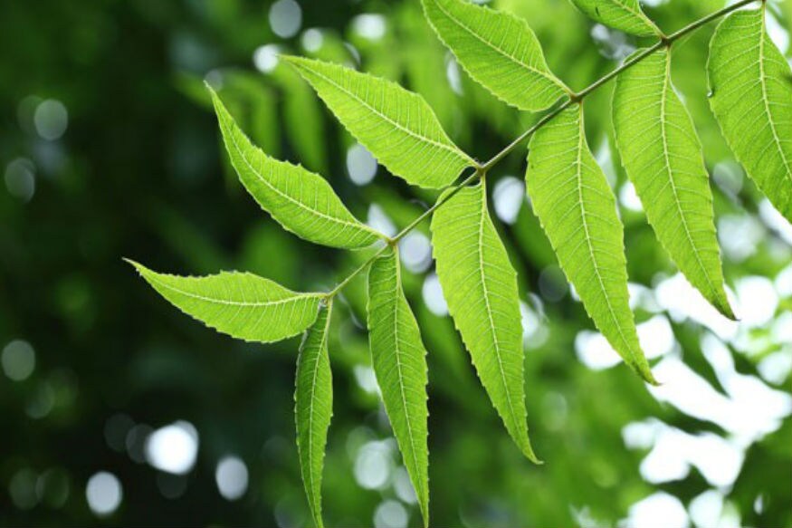 News18 Kannada neemtreehealthbenefits Karnataka Kannada News