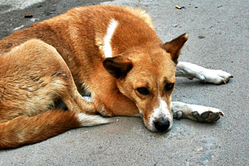 ಬೀದಿ ನಾಯಿಗಳು ನರಭಕ್ಷಕ ತೋಳಗಳಾಗಿ ಬದಲಾಗುತ್ತಿವೆ ಎಚ್ಚರ !– News18 Kannada