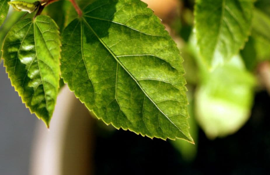 plantsthatgiveoffoxygen News18 Kannada