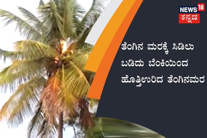ತೆಂಗಿನ ಮರಕ್ಕೆ ಸಿಡಿಲು ಬಡಿದು ಬೆಂಕಿಯಿಂದ ಹೊತ್ತಿ ಉರಿದ ತೆಂಗಿನಮರ Coconut