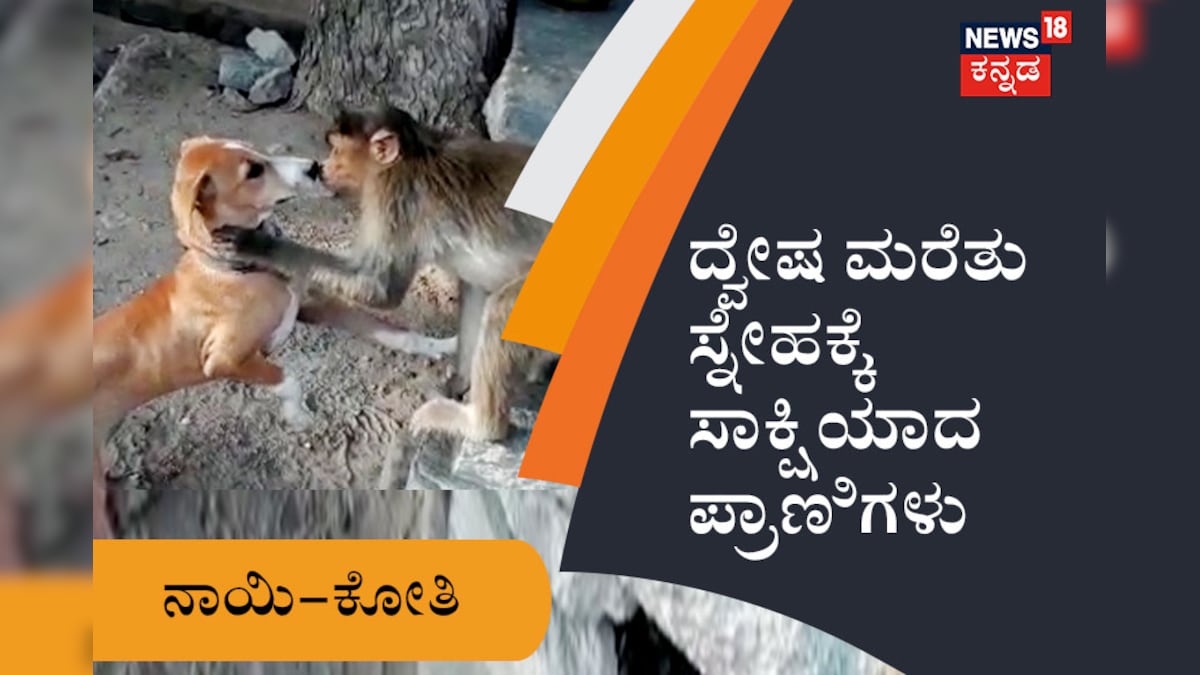 ನಾಯಿ-ಕೋತಿ ಕುಚುಕು ಕಥೆ: ದ್ವೇಷ ಮರೆತು ಸ್ನೇಹಕ್ಕೆ ಸಾಕ್ಷಿಯಾದ ಪ್ರಾಣಿಗಳು ...