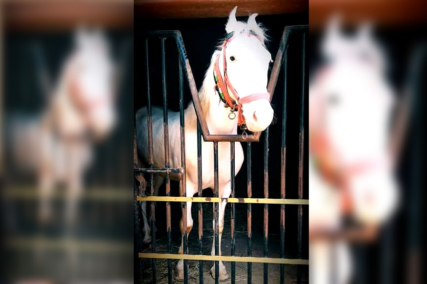 Darshan's new horse