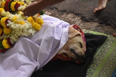 ಸ್ಪೋಟಕ ವಸ್ತುಗಳನ್ನು ಪತ್ತೆ ಹಚ್ಚಿ ಪೊಲೀಸರ ಸ್ನೇಹಿಯಾಗಿದ್ದ ಬೆಳಗಾವಿ ಶ್ವಾನ ಸಾವು ಸ್ಪೋಟಕ ವಸ್ತುಗಳನ್ನು ಪತ್ತೆ ಹಚ್ಚಿ ಪೊಲೀಸರ ಸ್ನೇಹಿಯಾಗಿದ್ದ ಬೆಳಗಾವಿ ಶ್ವಾನ ಸಾವು