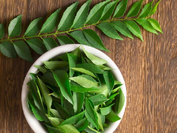 Curry leaves in kannada Clearance