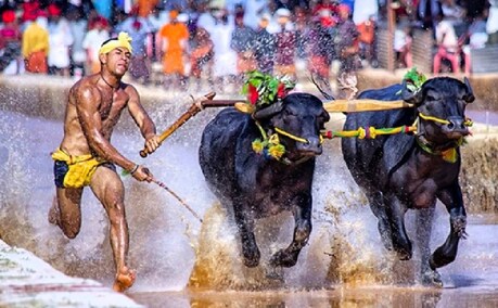 ಕರಾವಳಿ ಕ್ರೀಡೆ ಕಂಬಳಕ್ಕೆ ಮತ್ತೆ ತಡೆ? ಸುಪ್ರೀಂ ಕೋರ್ಟ್ ಮೊರೆ ಹೋದ ಪೇಟಾ ಕರಾವಳಿ ಕ್ರೀಡೆ ಕಂಬಳಕ್ಕೆ ಮತ್ತೆ ತಡೆ? ಸುಪ್ರೀಂ ಕೋರ್ಟ್ ಮೊರೆ ಹೋದ ಪೇಟಾ