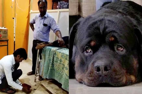 ಮಾನವೀಯತೆಗೆ ಮೆಚ್ಚುಗೆ: ಜಾಂಡೀಸ್ನಿಂದ ಬಳಲುತ್ತಿದ್ದ ನಾಯಿಗೆ ರಕ್ತದಾನ ಮಾಡಿ ಜೀವ ಉಳಿಸಿದ ರಾಣಾ ಮಾನವೀಯತೆಗೆ ಮೆಚ್ಚುಗೆ: ಜಾಂಡೀಸ್ನಿಂದ ಬಳಲುತ್ತಿದ್ದ ನಾಯಿಗೆ ರಕ್ತದಾನ ಮಾಡಿ ಜೀವ ಉಳಿಸಿದ ರಾಣಾ