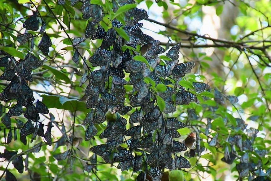 ckm butterfly 1