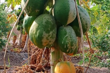 ಮಹಾಮಾರಿ ಕೊರೋನಾ ಎಫೆಕ್ಟ್ - ಸಂಕಷ್ಟಕ್ಕೆ ಸಿಲುಕಿದ ಪಪ್ಪಾಯ ಬೆಳೆಗಾರ ಮಹಾಮಾರಿ ಕೊರೋನಾ ಎಫೆಕ್ಟ್ - ಸಂಕಷ್ಟಕ್ಕೆ ಸಿಲುಕಿದ ಪಪ್ಪಾಯ ಬೆಳೆಗಾರ