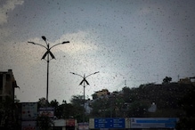 Locusts Attack - ಕಳೆದ ಮೂರು ದಶಕದಲ್ಲೇ ಅತ್ಯಂತ ಭೀಕರ ಮಿಡತೆ ದಾಳಿಗೆ ನಡುಗುತ್ತಿರುವ ಉತ್ತರ ಭಾರತ