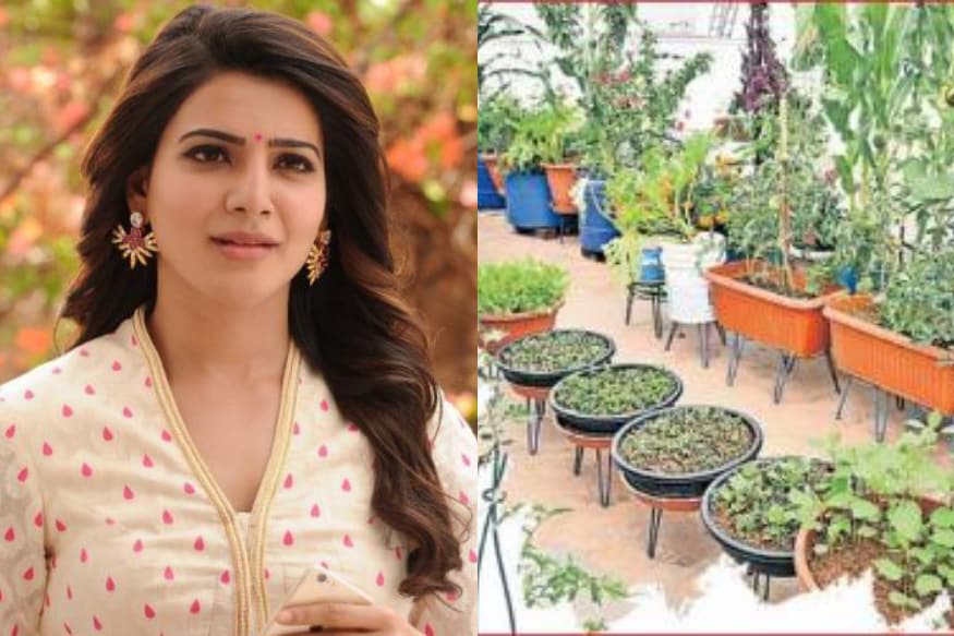 samantha akkineni started terrace gardening and shears photos in Instagram