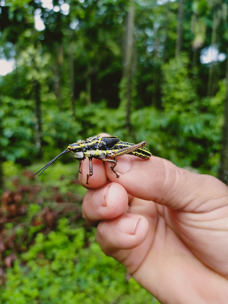 Locust