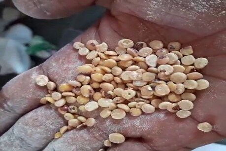 ಅಂಗನವಾಡಿ ಕೇಂದ್ರಗಳಲ್ಲಿ ಕಳಪೆ ಆಹಾರ ಪೂರೈಕೆ; ಬಡಮಕ್ಕಳ ಜೀವದೊಂದಿಗೆ ಗುತ್ತಿಗೆದಾರರು, ಅಧಿಕಾರಿಗಳ ಚೆಲ್ಲಾಟ ಆರೋಪ ಅಂಗನವಾಡಿ ಕೇಂದ್ರಗಳಲ್ಲಿ ಕಳಪೆ ಆಹಾರ ಪೂರೈಕೆ; ಬಡಮಕ್ಕಳ ಜೀವದೊಂದಿಗೆ ಗುತ್ತಿಗೆದಾರರು, ಅಧಿಕಾರಿಗಳ ಚೆಲ್ಲಾಟ ಆರೋಪ