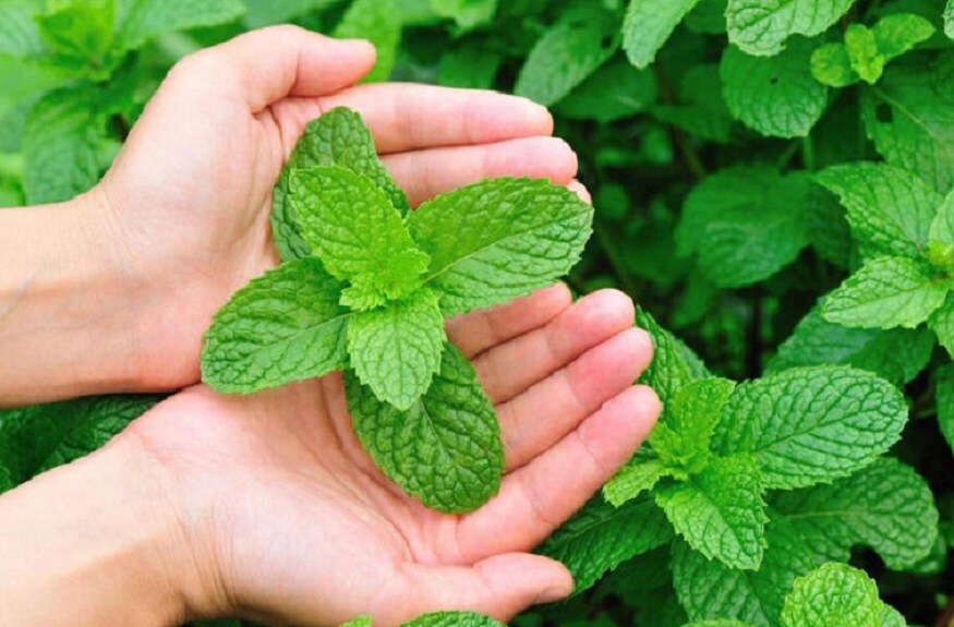  ಪುದೀನಾ: ಸಾಮಾನ್ಯವಾಗಿ ಕಾಣಿಸಿಕೊಳ್ಳುವ ಹೊಟ್ಟೆ ನೋವಿಗೆ ಅತ್ಯುತ್ತಮ ಮನೆಮದ್ದು ಪುದೀನಾ. ಇದಕ್ಕಾಗಿ ನೀವು ಕೆಲವು ಪುದೀನಾ ಎಲೆಗಳನ್ನು ತೊಳೆದು ಜಗಿಯಬೇಕು. ಅಥವಾ ಪುದೀನಾ ಚಹಾ ಮಾಡಿ ಕುಡಿಯವುದು ಕೂಡ ಉತ್ತಮ. ಹೀಗೆ ಮಾಡುವುದರಿಂದ ಹೊಟ್ಟೆ ನೋವು ಶಮನವಾಗುತ್ತದೆ. ಅದರಲ್ಲೂ ಮಹಿಳೆಯರಲ್ಲಿ ಋತುಚಕ್ರದ ವೇಳೆ ಕಂಡು ಬರುವ ಹೊಟ್ಟೆ ನೋವಿಗೆ ನೀರಿನಲ್ಲಿ ಪುದೀನಾ ಎಲೆಗಳನ್ನು ಹಾಕಿ ಕುದಿಸಿ ಕುಡಿಯುವುದು ಉತ್ತಮ.