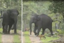 Video viral: ಕಾಡಾನೆಯನ್ನು ಅಟ್ಟಾಡಿಸಿ ದಾಳಿ ನಡೆಸಲು ಯತ್ನಿಸಿದ ಸೀಳುನಾಯಿಗಳು!