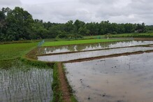 ದೇಶಾದ್ಯಂತ ಭರ್ಜರಿ ಮುಂಗಾರು, ಕೊರೋನಾದಿಂದ ಕೈಗೆಟುಕಿದ ಕಾರ್ಮಿಕರು; ಮಳೆಯಿಂದ ಉತ್ತಮ ಬೆಳೆ ನಿರೀಕ್ಷೆ ದೇಶಾದ್ಯಂತ ಭರ್ಜರಿ ಮುಂಗಾರು, ಕೊರೋನಾದಿಂದ ಕೈಗೆಟುಕಿದ ಕಾರ್ಮಿಕರು; ಮಳೆಯಿಂದ ಉತ್ತಮ ಬೆಳೆ ನಿರೀಕ್ಷೆ
