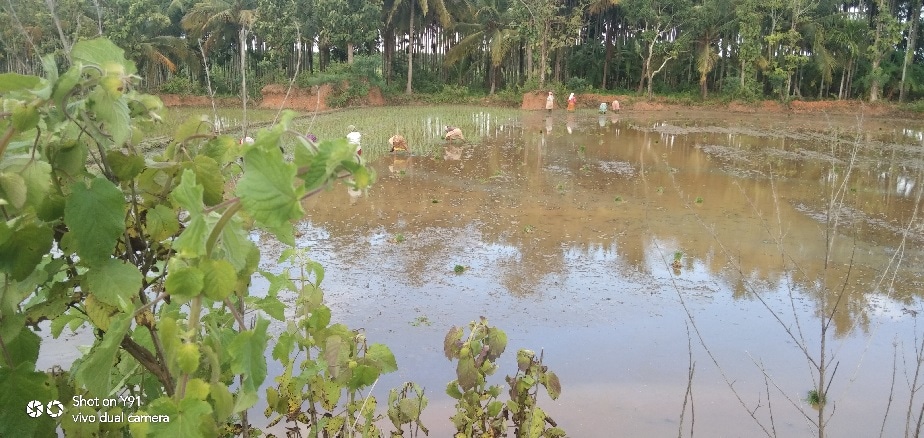 ಭೂಮಿಗೆ ನೇಗಿಲಿಳಿಸಿ ರೈತ ಹೊಲ ಗದ್ದೆಗಳನ್ನು ಉಳುತ್ತಿದ್ದಾನೆ. ಕೂಲಿ ಕಾರ್ಮಿಕರು ಸಿಗದ ಕಾರಣ ಈಗ ಯಂತ್ರಗಳ ಕಡೆ ರೈತರು ಹೆಚ್ಚು ಮೋರೆ ಹೋಗಿದ್ದಾರೆ. ಭೂಮಿಗೆ ನೇಗಿಲಿಳಿಸಿ ರೈತ ಹೊಲ ಗದ್ದೆಗಳನ್ನು ಉಳುತ್ತಿದ್ದಾನೆ. ಕೂಲಿ ಕಾರ್ಮಿಕರು ಸಿಗದ ಕಾರಣ ಈಗ ಯಂತ್ರಗಳ ಕಡೆ ರೈತರು ಹೆಚ್ಚು ಮೋರೆ ಹೋಗಿದ್ದಾರೆ.