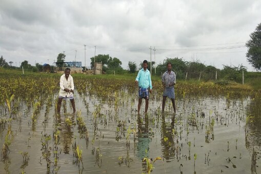 ಮಳೆಯಿಂದಾಗಿ ನಾಶವಾಗಿರುವ ಬೆಳೆ