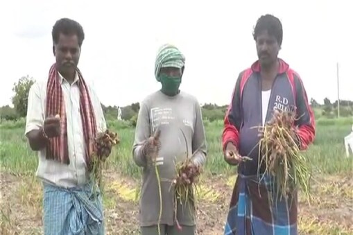 ಕೊಳೆತು ಹೋಗಿರುವ ಈರುಳ್ಳಿ