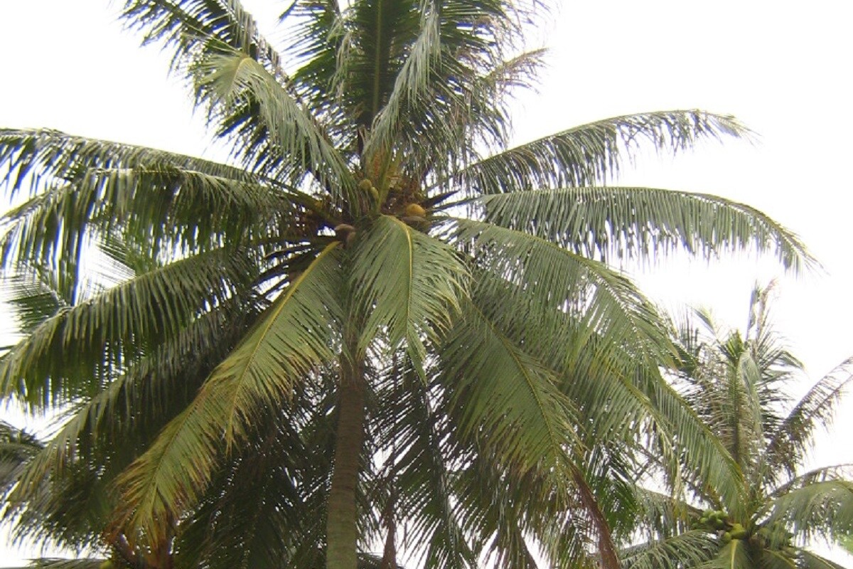 News18 Kannada World Coconut Day 2020 