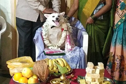 ಸಾಕುನಾಯಿಗೆ ಸೀಮಂತ ಕಾರ್ಯ