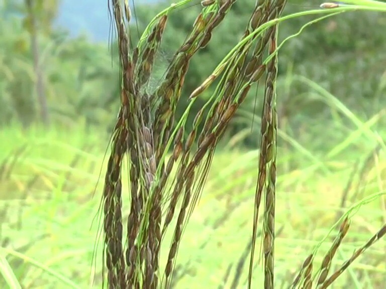 Different types of paddy breeds forming in dakshina kannada