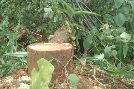 ಶ್ರೀಗಂದ ಮರವನ್ನು ಕಟಾವು ಮಾಡಿಕೊಂಡು ಹೋಗಿರುವ ಕಳ್ಳರು  