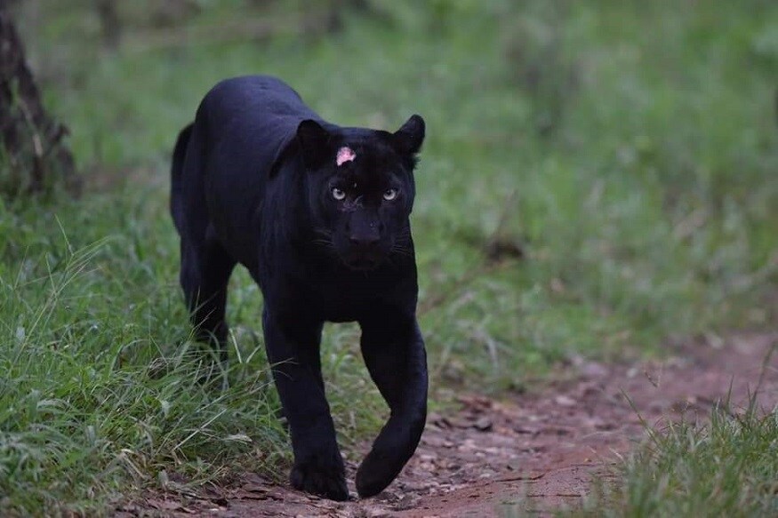 Black Panther Spotted Again in Kabini Forest safari Kabini Jungle Safari.