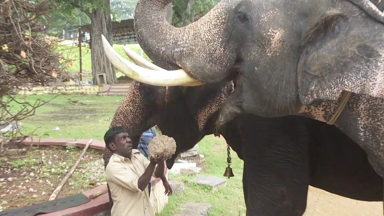 dasara jambos gets special food for gain weight, dasara Elephant, Jambosavari, jambo food, dasara elephant food, dasara elephant weight, mysore, mysore dasara, mysore palace ದಸರಾ ಆನೆ ಆಹಾರ, ದಸರಾ ಆನೆಗೆ ರಾಜಾತೀಥ್ಯ