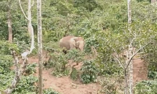 baby Elephant in critical condition in hassan coffee estate