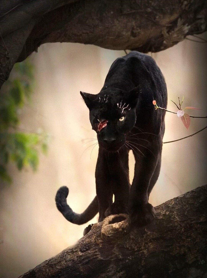 Black Panther Spotted Again in Kabini Forest safari Kabini Jungle Safari.