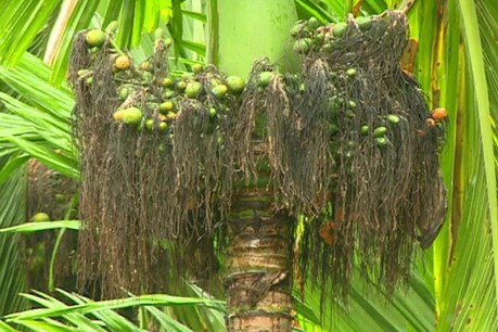 ರೈತರ ಪಾಲಿಗೆ ಯಮನಾದ ಅಕಾಲಿಕ ಮಳೆ; ಮಲೆನಾಡಿನಲ್ಲಿ ಅಡಿಕೆಗೆ ಕೊಳೆ, ಕರಾವಳಿಯಲ್ಲಿ ಬೆಂಕಿ ರೋಗ ರೈತರ ಪಾಲಿಗೆ ಯಮನಾದ ಅಕಾಲಿಕ ಮಳೆ; ಮಲೆನಾಡಿನಲ್ಲಿ ಅಡಿಕೆಗೆ ಕೊಳೆ, ಕರಾವಳಿಯಲ್ಲಿ ಬೆಂಕಿ ರೋಗ