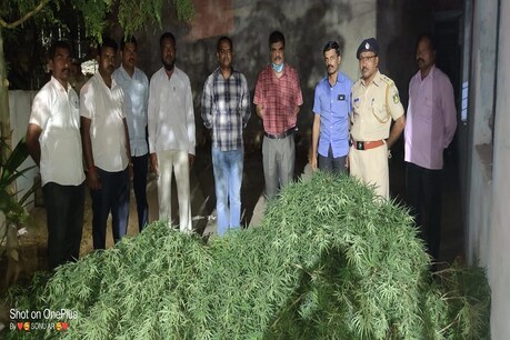 ಮಠದ ಆವರಣದಲ್ಲಿ ಗಾಂಜಾ ಗಿಡ ಪತ್ತೆ; ಜಾಗದ ಮಾಲೀಕರ ಪತ್ತೆಗೆ ಮುಂದಾದ ಅಬಕಾರಿ ಇಲಾಖೆ ಮಠದ ಆವರಣದಲ್ಲಿ ಗಾಂಜಾ ಗಿಡ ಪತ್ತೆ; ಜಾಗದ ಮಾಲೀಕರ ಪತ್ತೆಗೆ ಮುಂದಾದ ಅಬಕಾರಿ ಇಲಾಖೆ