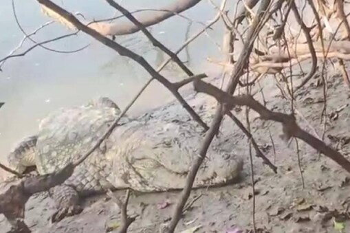 ಮೊಸಳೆ