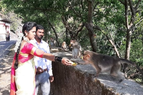 ಮಂಗಗಳ ಹಸಿವು ನೀಗಿಸಿದ ನವಜೋಡಿ: ಮಂಗಗಳಿಗೆ ಹಣ್ಣು- ಹಂಪಲು ನೀಡಿ ಖುಷಿಪಟ್ಟ ನವ ದಂಪತಿ ಮಂಗಗಳ ಹಸಿವು ನೀಗಿಸಿದ ನವಜೋಡಿ: ಮಂಗಗಳಿಗೆ ಹಣ್ಣು- ಹಂಪಲು ನೀಡಿ ಖುಷಿಪಟ್ಟ ನವ ದಂಪತಿ