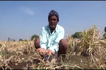 ಶುಂಠಿ ಬೆಳೆಗೆ ಕೊಳೆ ರೋಗ, ರೈತರ ಗಾಯದ ಮೇಲೆ ಬರೆ