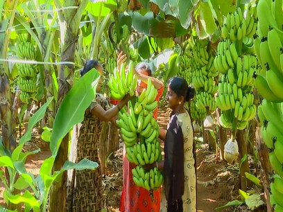ಗ್ರಾಮೀಣ ಮಹಿಳೆಯರ ಅದ್ಭುತ ಸಾಧನೆ; ಬಾಳೆಗೊನೆಗಳಿಂದ ನಳನಳಿಸುತ್ತಿರುವ ತೋಟ ಗ್ರಾಮೀಣ ಮಹಿಳೆಯರ ಅದ್ಭುತ ಸಾಧನೆ; ಬಾಳೆಗೊನೆಗಳಿಂದ ನಳನಳಿಸುತ್ತಿರುವ ತೋಟ