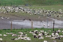 Bird Flu: ಮೊಟ್ಟೆ, ಮಾಂಸ ಮಾರಾಟಕ್ಕೆ ನಿರ್ಬಂಧವಿಲ್ಲ; ಹಕ್ಕಿಜ್ವರದ ಆತಂಕ ಬೇಡ ಎಂದ ಸಚಿವ ಪ್ರಭು ಚವ್ಹಾಣ್​