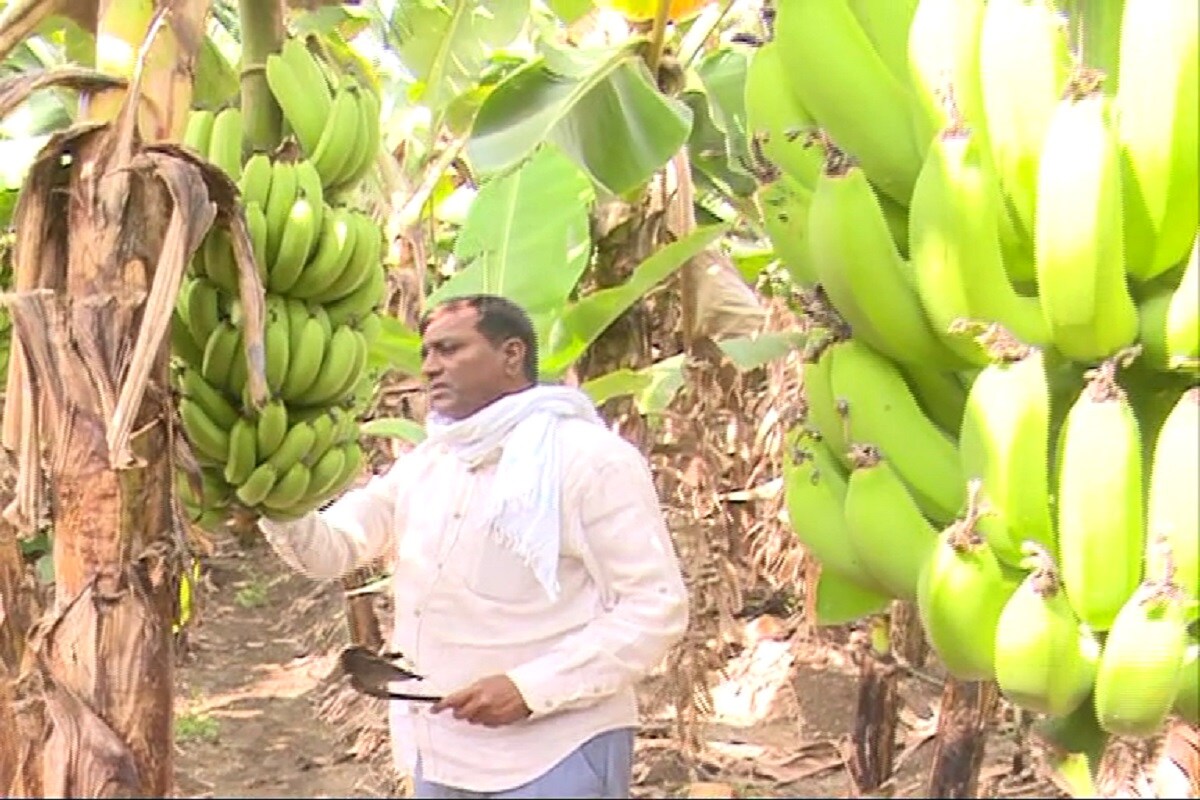 News18 Kannada Gadag Farmer Earning Money From Banana Crop 