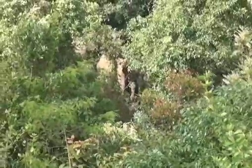 ಕಾಡಾನೆಗಳ ಗುಂಪು.