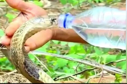 ಹಾವಿಗೆ ನೀರು ಕುಡಿಸುತ್ತಿರುವುದು.